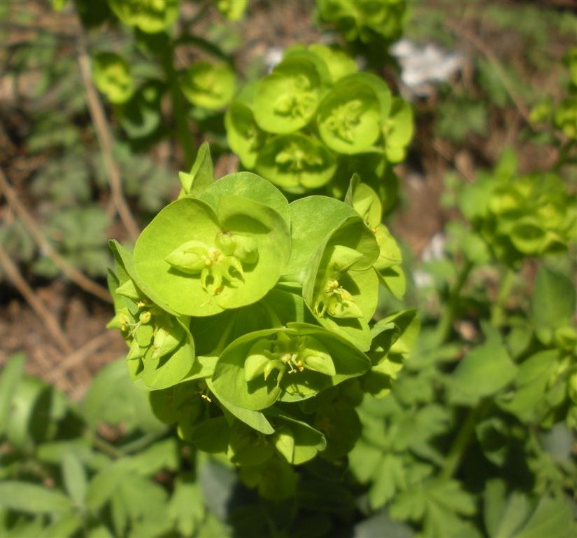 Euphorbia amygdaloides